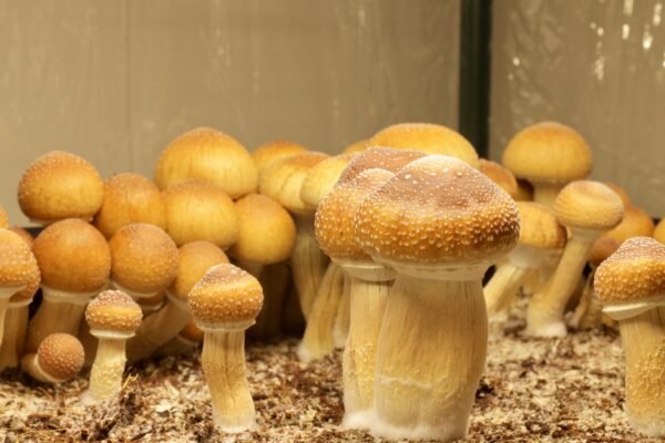 Golden Teacher Liquid Culture (10cc) - Image 2