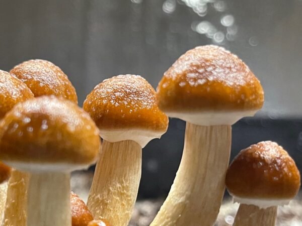 Golden Teacher Liquid Culture (10cc) - Image 4