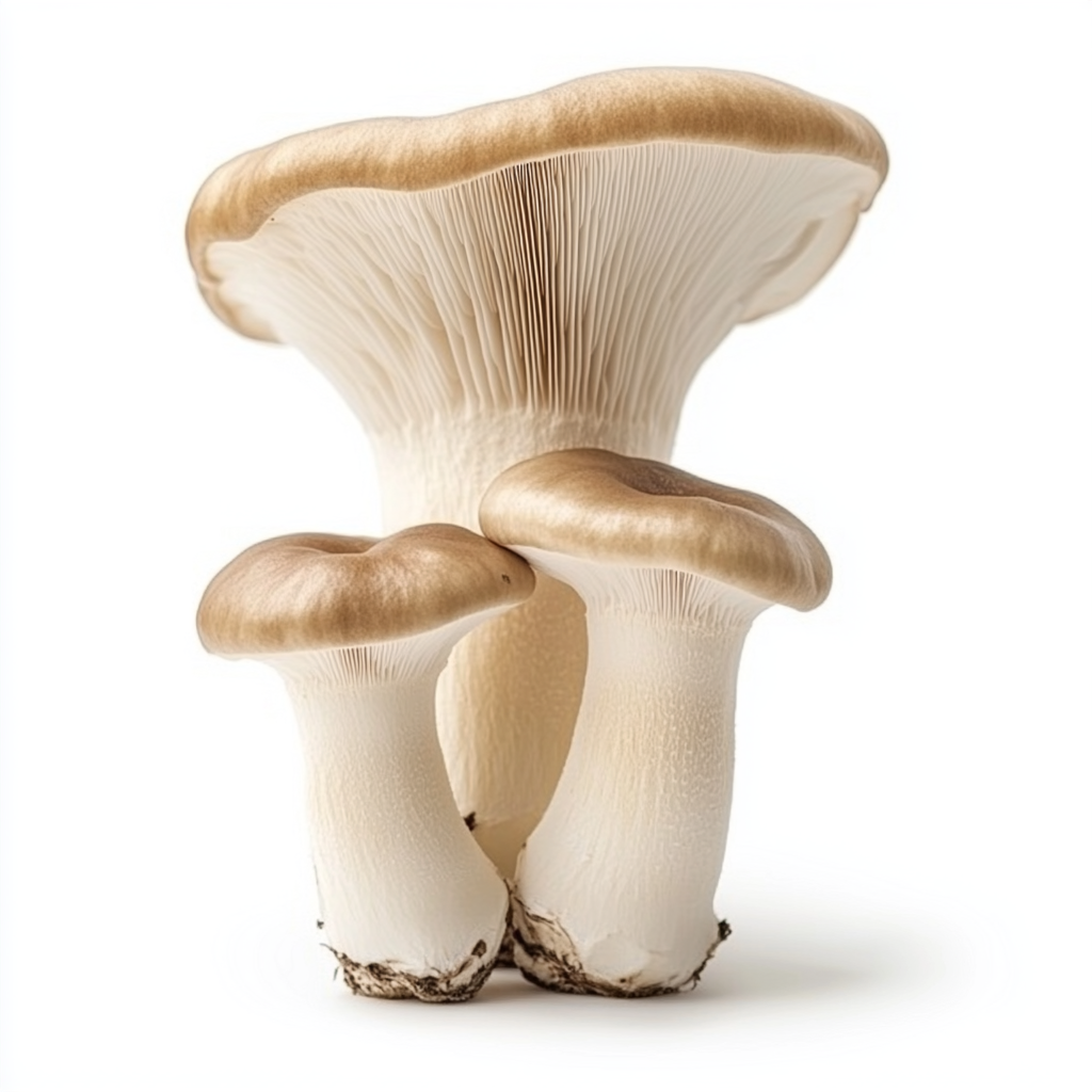 King Trumpet Liquid Culture (10cc)