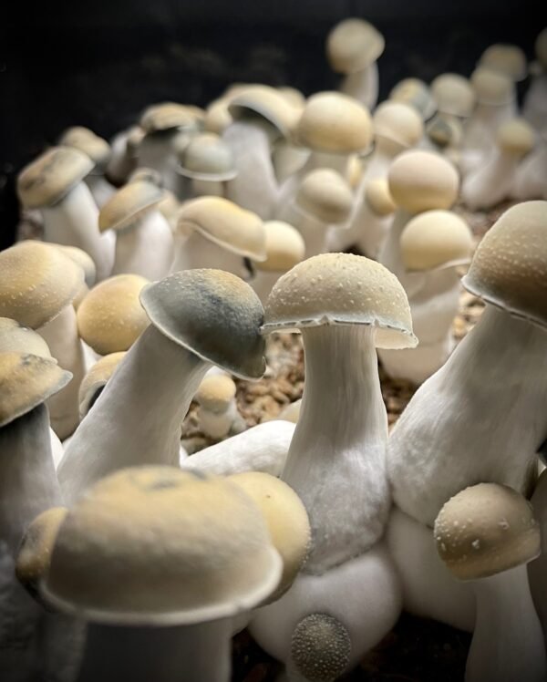 Albino Penis Envy - 10cc Liquid Culture